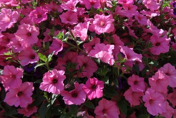 Million Bells bloom brightly in pink in a hanging basket