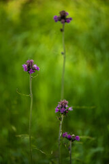 Flowers of alpine meadows plants in the national park