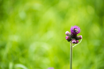 Flowers of alpine meadows plants in the national park