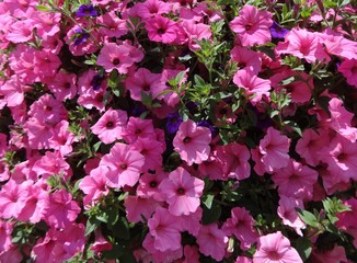 Million Bells bloom brightly in pink in a hanging basket