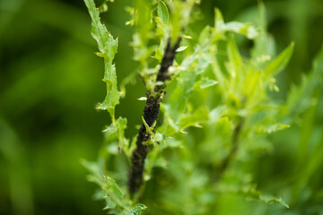 The texture of the leaves of tropical  plants