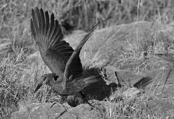 Hamerkop takoff, Masai Mara