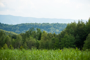 Fototapeta premium Carpathian Natural Park in summer