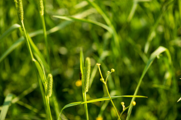 The texture of the leaves of tropical  plants