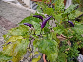 Obraz premium Close up on unripe purple chili with white flowers in natural surrounding