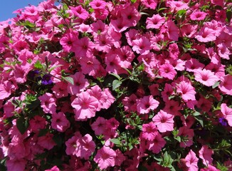 Million Bells bloom brightly in pink in a hanging basket