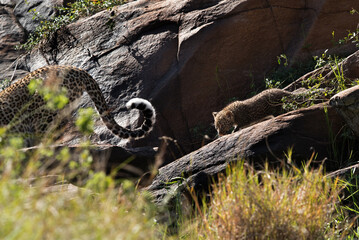 Fototapeta na wymiar Leopard Bahati cub at Masai Mara, Kenya