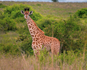 Giraffe in Nairobi National Park