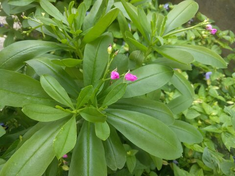 Rounded edge elliptic edible lime 
 green leaves with small pink flowers of Jewels of Opar plant (Talinum paniculatum)