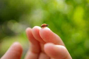 Ladybug on finger close up