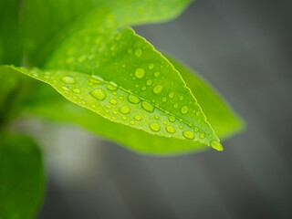 fresh green citrus leafs with dew drops freshness organic