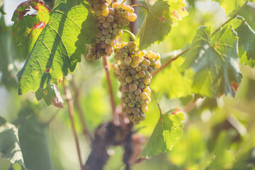 Ripe white grapes in vineyard. Autumn, sunny day, harvest time. Selective focus, copy space. Winegrowing concept