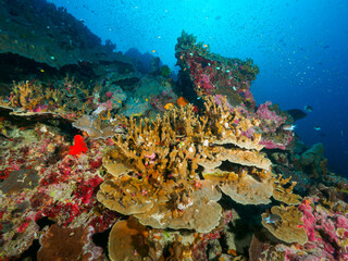 Hard coral formation in the tropical sea © Mayumi.K.Photography