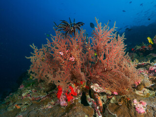 Sea fan hydroid and hard corals in the tropical sea