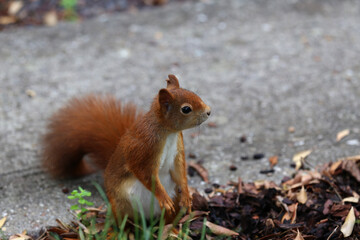Red squirrel collects nuts in the grass