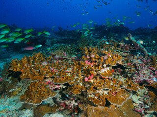 Plakat Hard coral formation in the tropical sea