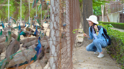 Happy Asian woman, a tourist, traveling and feeding food to Peacock bird with colorful plumage in...