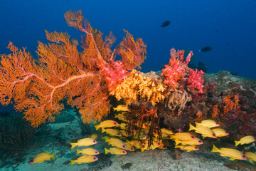 Knotted fan coral (melithaea ochracea), soft corals and Five lined snappers (Similan National Park,...