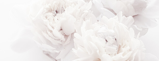 Pure white peony flowers as floral art background, wedding decor and luxury branding design © Anneleven