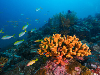 Coral bommie and school of yellowtop fusilier © Mayumi.K.Photography