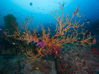 Fototapeta na wymiar Orange sea fan and other gorgonian corals in a tropical sea (Similan National park, Thailand)