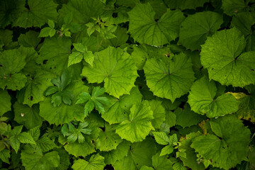 Fototapeta na wymiar The texture of the leaves of tropical plants