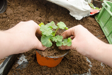 Transplanting plants flowers in a greenhouse, horticulture