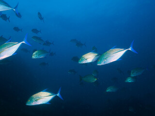A school of bluefin trevally in the blue