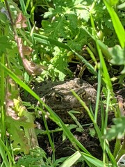 Toad Amongst Grass - UK
