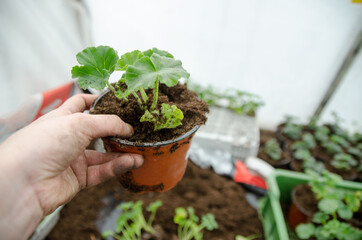 Transplanting plants flowers in a greenhouse, horticulture