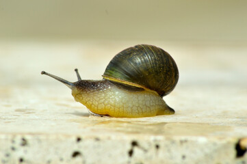 snails after the rain