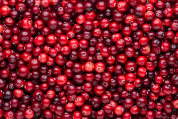 Ripe red cranberry berries as background. Close-up. Top view.