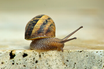 snails after the rain