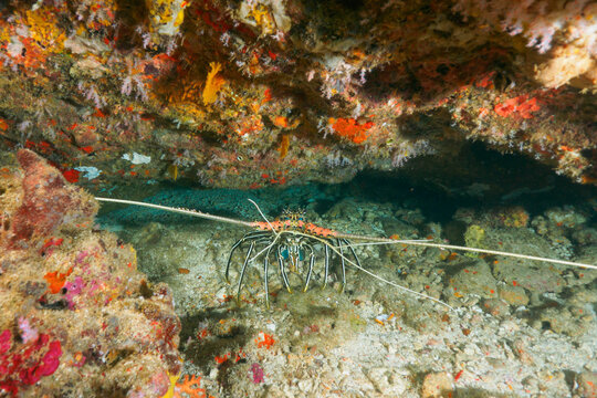 Painted spiny lobster under the rock