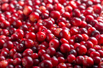 Ripe red cranberry berries as background. Close-up.