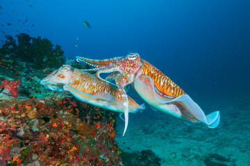 Fototapeta na wymiar Pharaoh cuttlefish mating at the coral reef