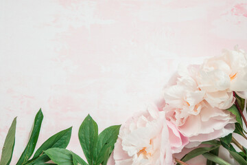 Border of Pink peonies flowers on pink background. Flat lay, top view, copy space