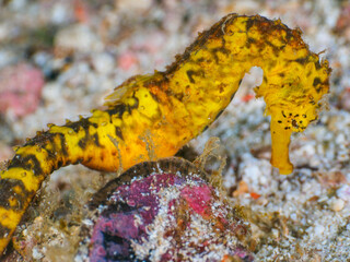 Obraz na płótnie Canvas Yellow tigertail seahorse on gravel