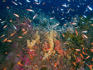 Fototapeta na wymiar Colorful soft corals with school of fusilier and glassfish
