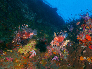 Naklejka na ściany i meble Common lionfish at the coral reef