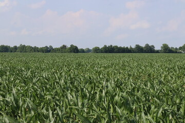 Small town Ohio's corn fields in early fall with the young corn growth. Farm town in the distance of the the fields.