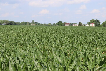 Fototapeta na wymiar Small town Ohio's corn fields in early fall with the young corn growth. Farm town in the distance of the the fields.