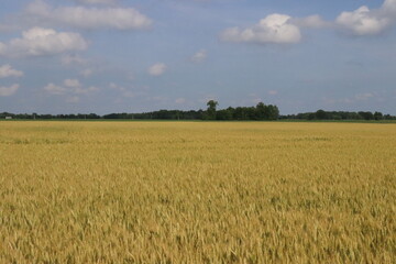 Free Flowing Wheat fields of ohio in the rural counties in mid summer.