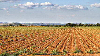 Fototapeta na wymiar sunflower seedlings on farmland in the North West of South Africa. 