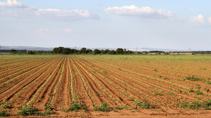 Fototapeta na wymiar sunflower seedlings on farmland in the North West of South Africa. 