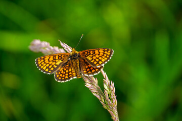 Butterfly on a spring meadow in the sunshine.
