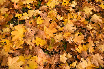 Colorful autumn leaves. Autumn background. Yellow autumn leaves
