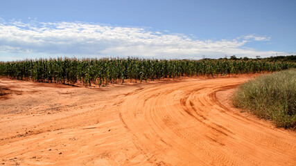 Maize farming  in the North West of South Africa. Approximately 8,0 million tons of maize grain are produced in South Africa annually on approximately 3,1 million ha of land. Half of the production co
