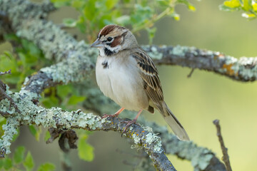 Fototapeta premium Lark sparrow (Chondestes grammacus) perched in an oak, showing distinctive chestnut cheeks and crown, plumage colors for birdwatching identification. Taken in Northern California grassland park
