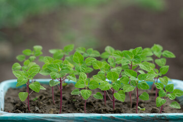 Green seedlings in plastic box close up,new sprouts preparing for planting into ground on spring,seasonal work in garden and yard on summer,image for calendar,poster